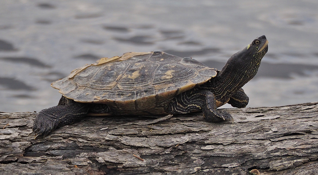 Northern False Map Turtle in May 2018 by Gordon Johnston · iNaturalist