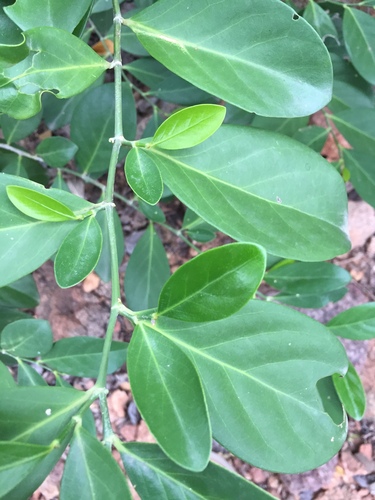 Suregada lanceolata observed 2023-08-19