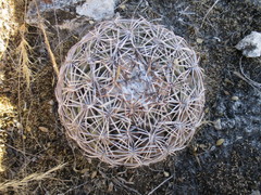 Coryphantha retusa