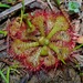 Dwarf Sundew - Photo (c) Michelle, some rights reserved (CC BY), uploaded by Michelle