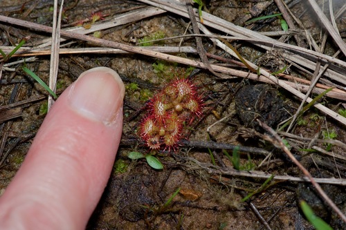 Drosera brevifolia