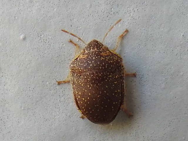 Diolcus irroratus