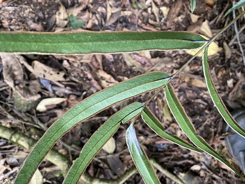 Pteris splendens