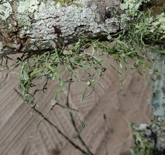 Ramalina paludosa