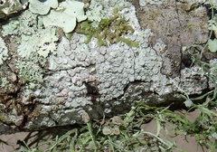 Lecanora caesiorubella