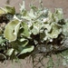 Perforated Ruffle Lichen - Photo (c) Jonathan Carpenter, some rights reserved (CC BY-NC), uploaded by Jonathan (JC) Carpenter