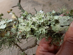 Parmotrema hypoleucinum