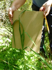 Bromus laevipes