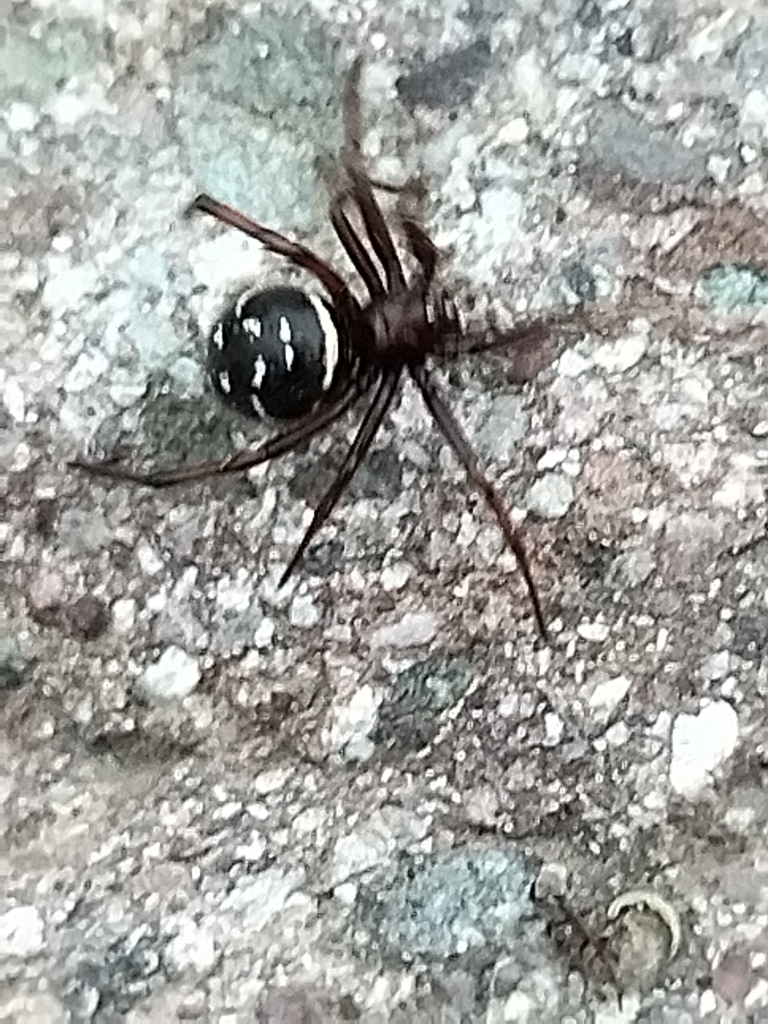 Steatoda punctulata