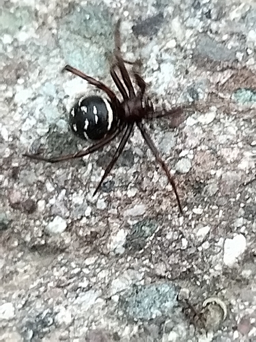 Steatoda punctulata