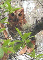 Megascops trichopsis