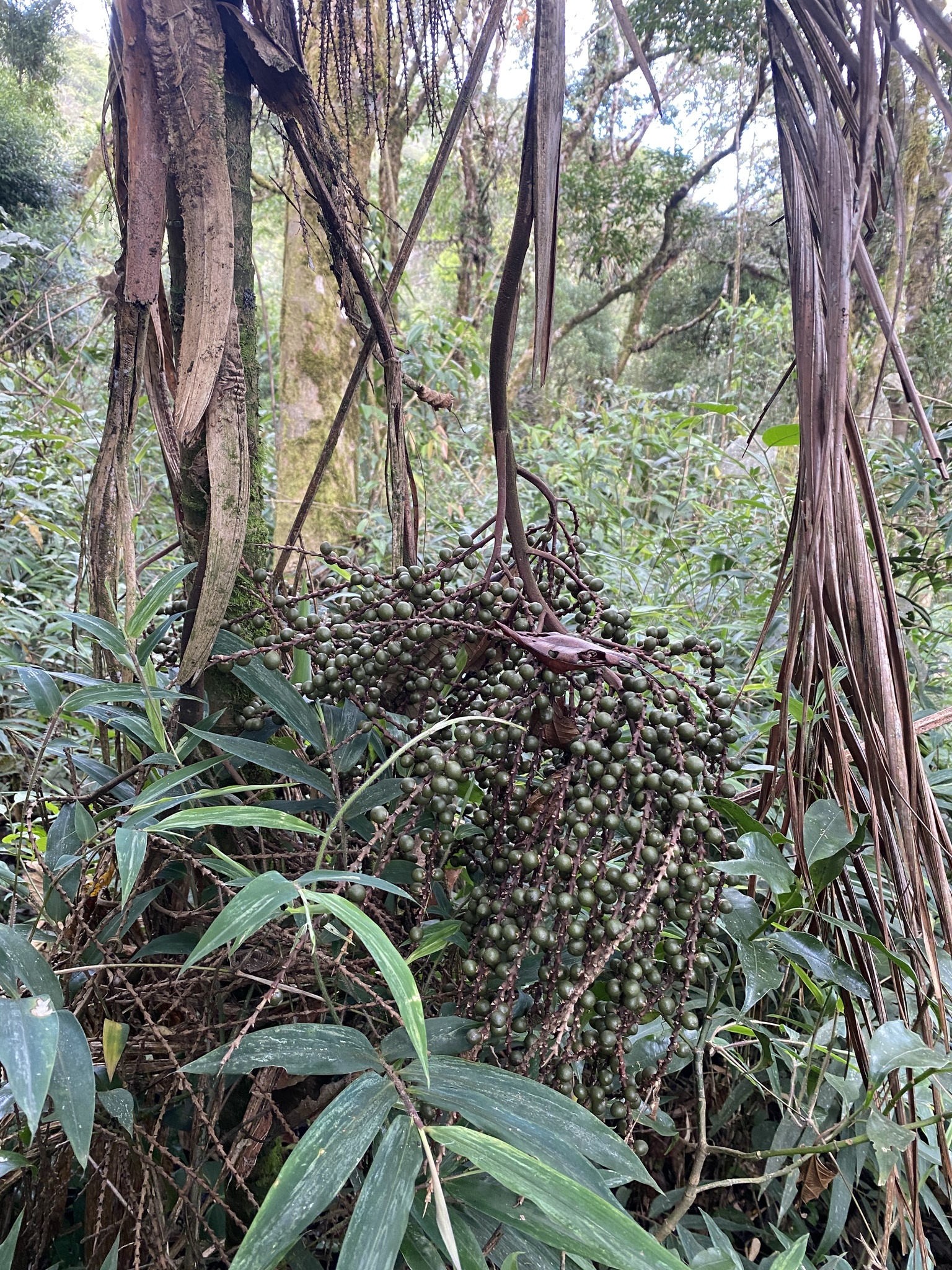 Geonoma schottiana