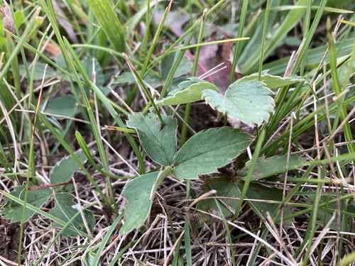 Virginia strawberry