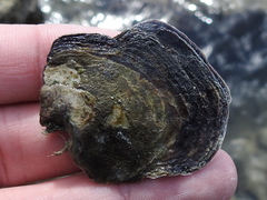 Isognomon alatus