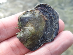 Isognomon alatus