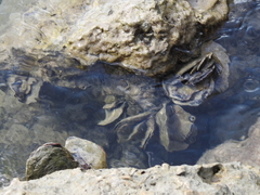 Isognomon alatus