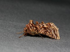 Autographa mappa