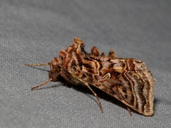 Autographa mappa
