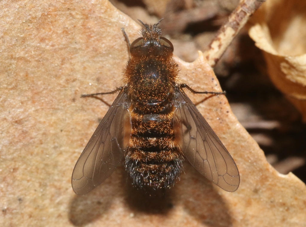 Conophorus rufulus