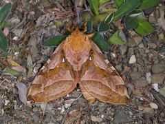 Sthenopis purpurascens