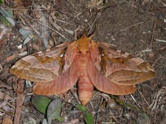 Sthenopis purpurascens