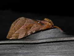 Sthenopis purpurascens