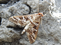 Epipagis forsythae