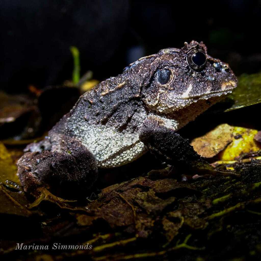 Ruiz's Robber Frog
