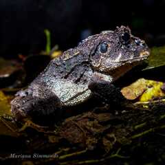 Ruiz's Robber Frog photo 1