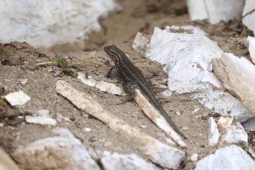 iNaturalist observation photo of Common Sagebrush Lizard