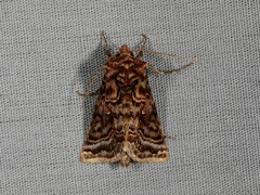 Autographa mappa