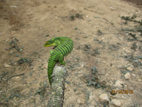 Terrestrial Arboreal Alligator Lizard