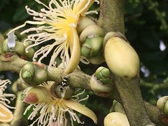 Chlorophorus curtisi