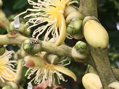 Chlorophorus curtisi