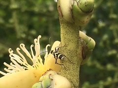 Chlorophorus curtisi