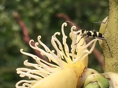 Chlorophorus curtisi