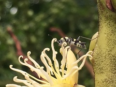 Chlorophorus curtisi