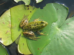 Lithobates septentrionalis