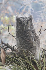 Megascops trichopsis