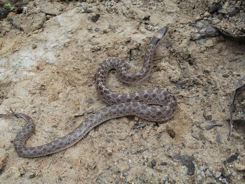 Rio Grande de Santiago Nightsnake