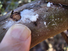 Phellopsylla formicosa