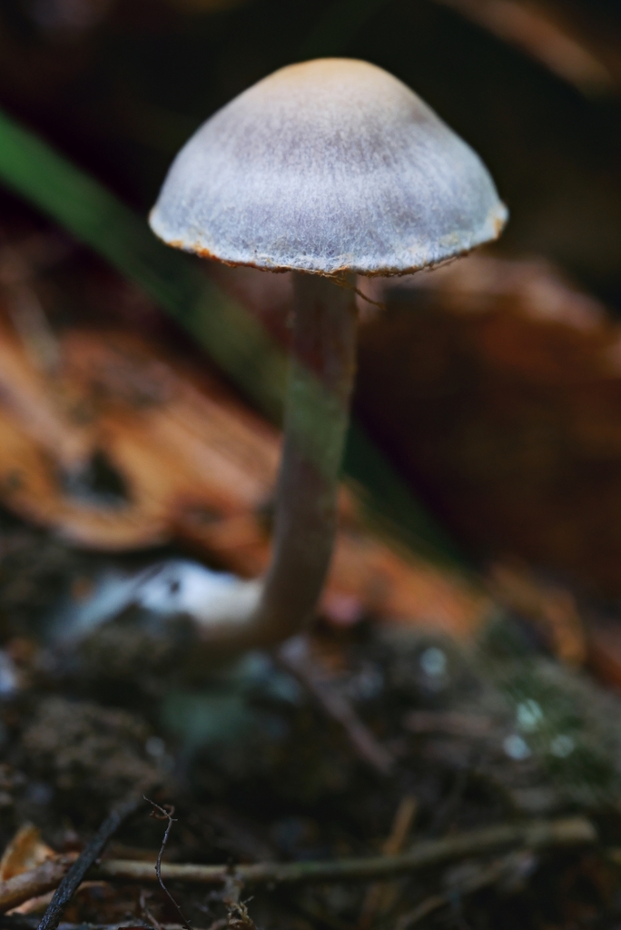 Cortinarius sp. 'NC04'