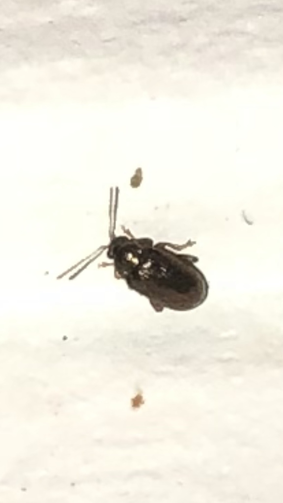 Rhabdopterus deceptor