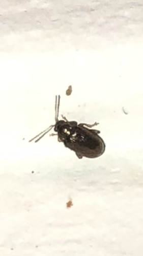 Rhabdopterus deceptor
