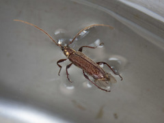 Strongylurus ceresioides