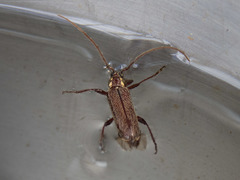 Strongylurus ceresioides