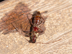 Strongylurus ceresioides