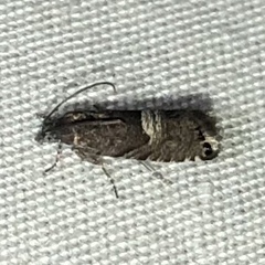 Sereda tautana