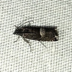 Sereda tautana
