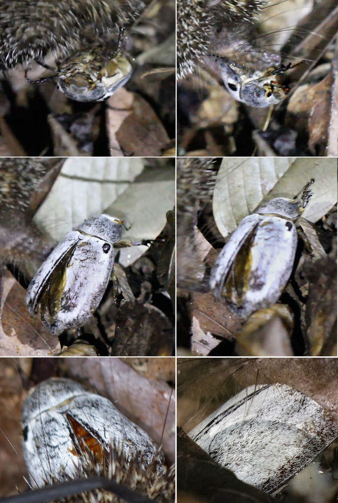 Tricholepis niveopilosa